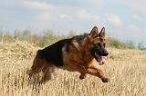 BERGER ALLEMAND 374
